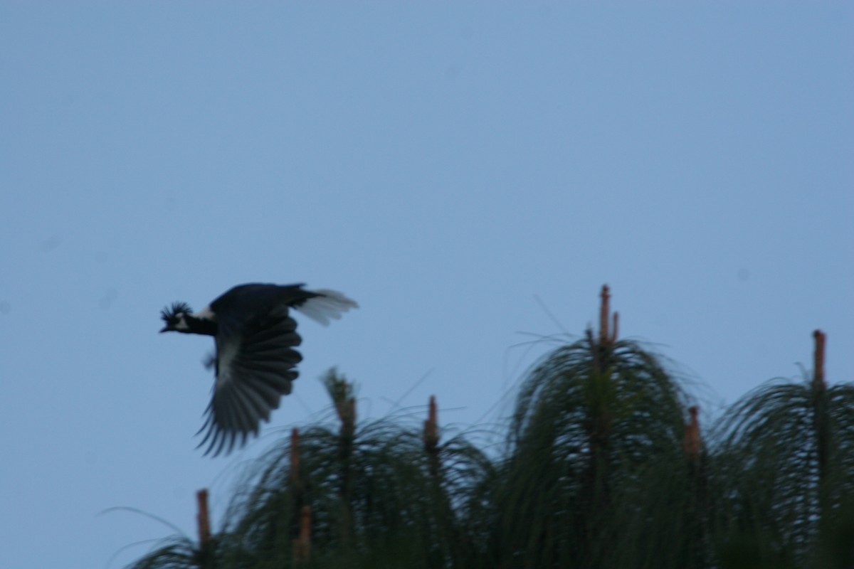 Tufted Jay - Edward  Brinkley