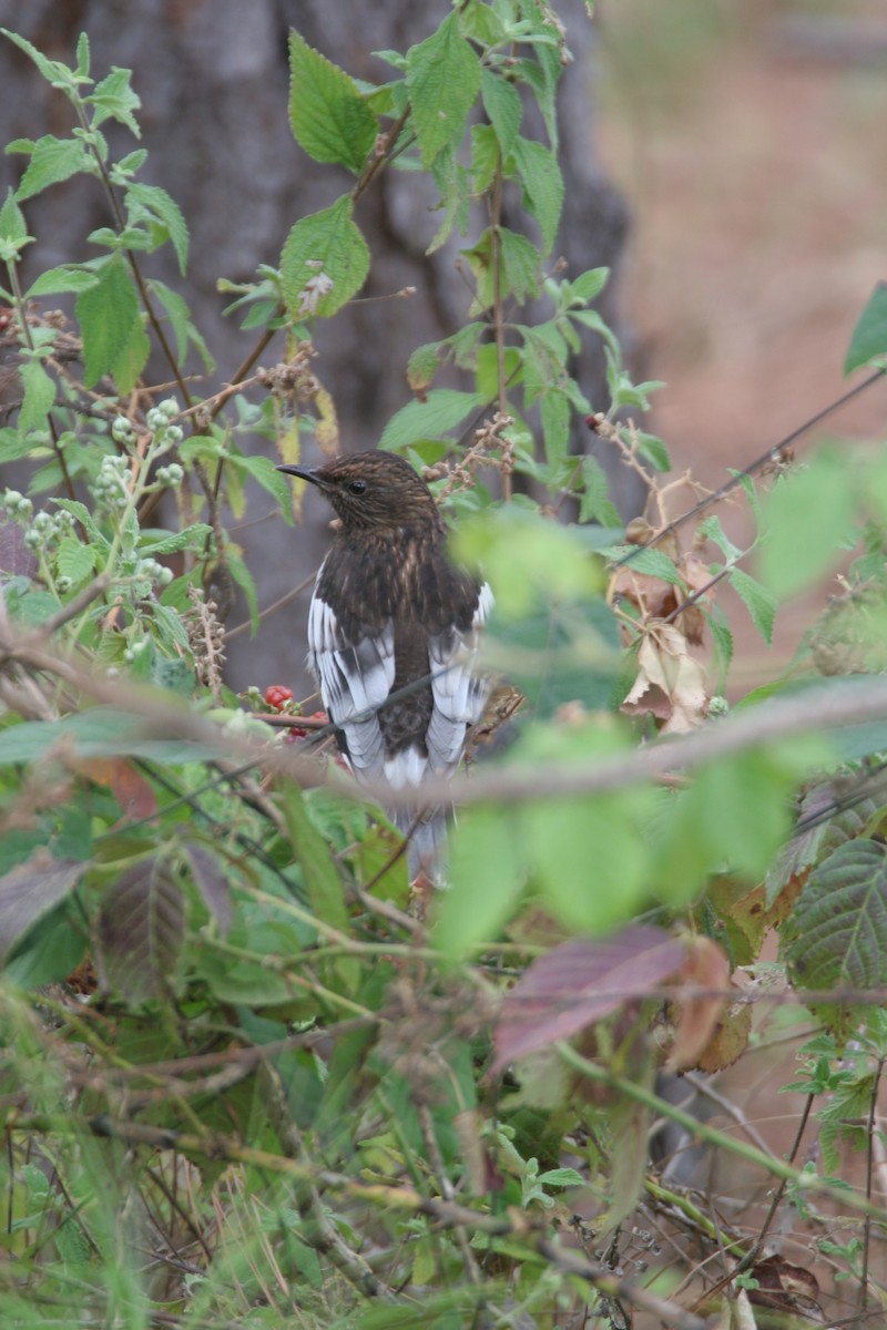 Aztec Thrush - ML89453191