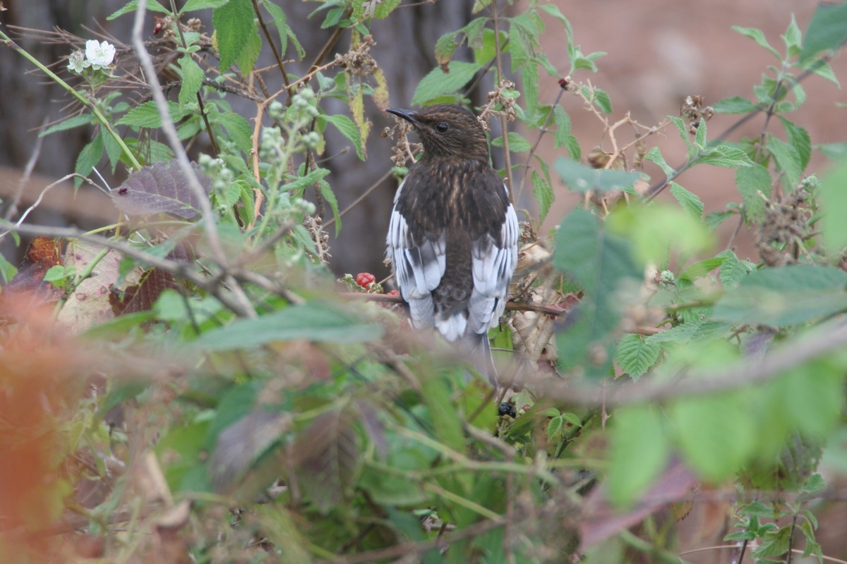 Aztec Thrush - ML89453221