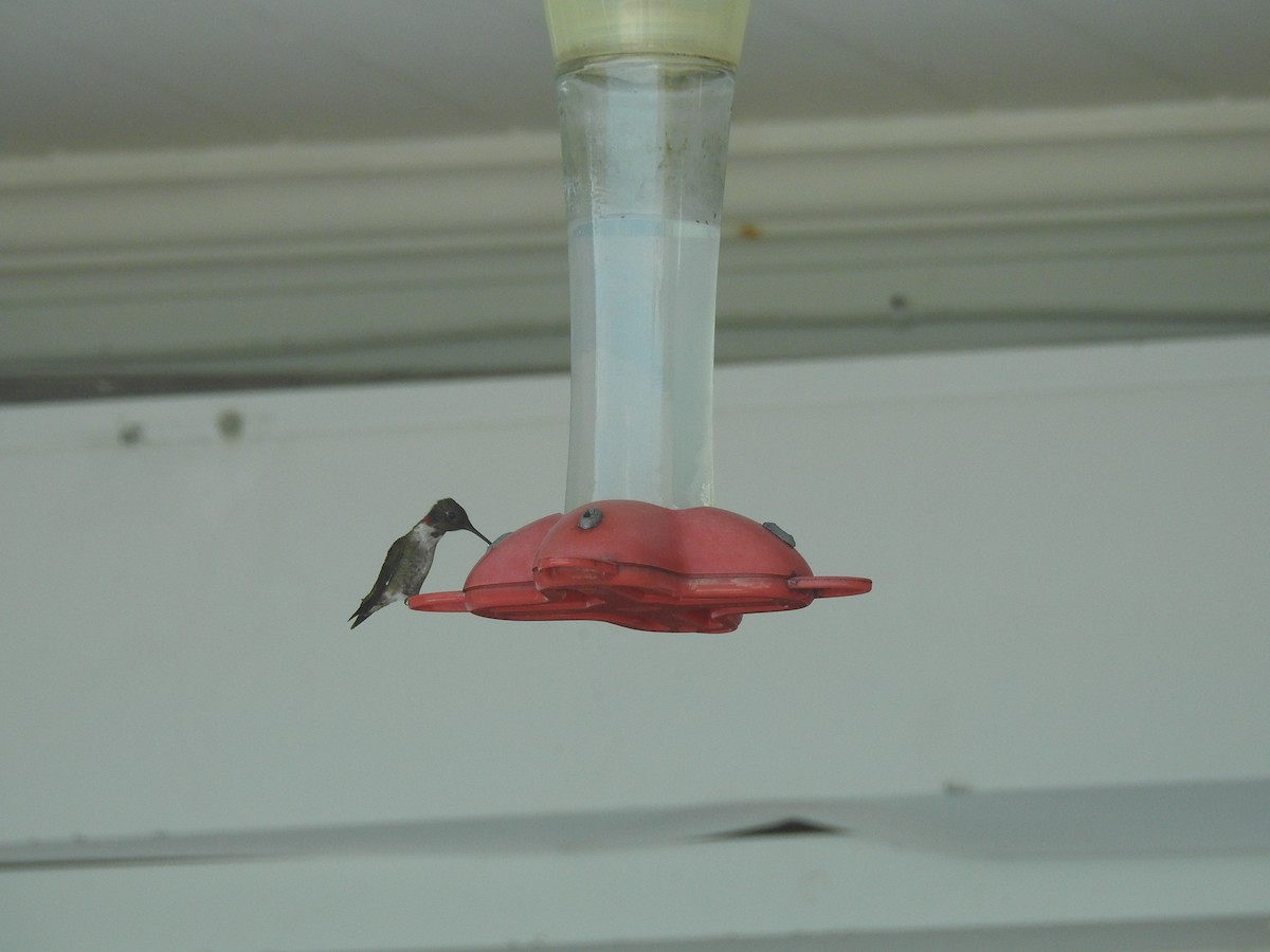 Ruby-throated Hummingbird - ML89454011