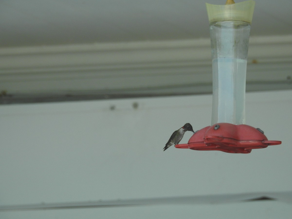 Ruby-throated Hummingbird - ML89454031
