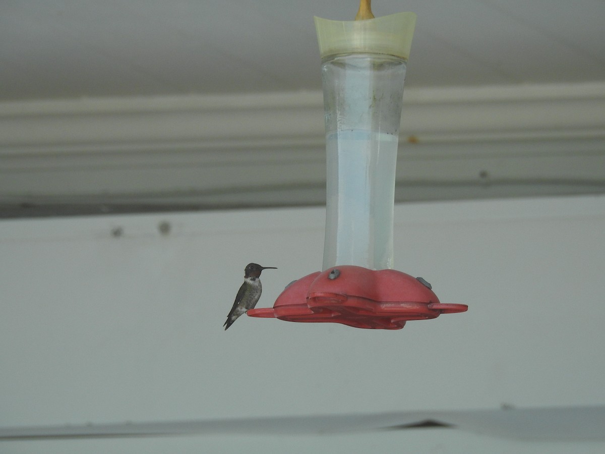 Ruby-throated Hummingbird - ML89454081