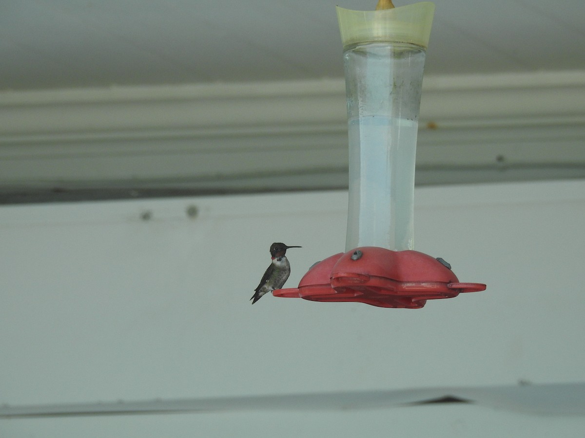 Ruby-throated Hummingbird - ML89454101