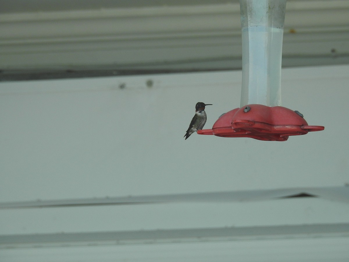 Ruby-throated Hummingbird - ML89454111