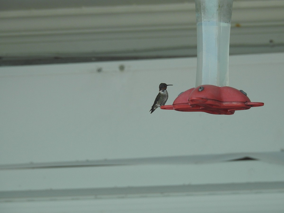 Ruby-throated Hummingbird - ML89454111