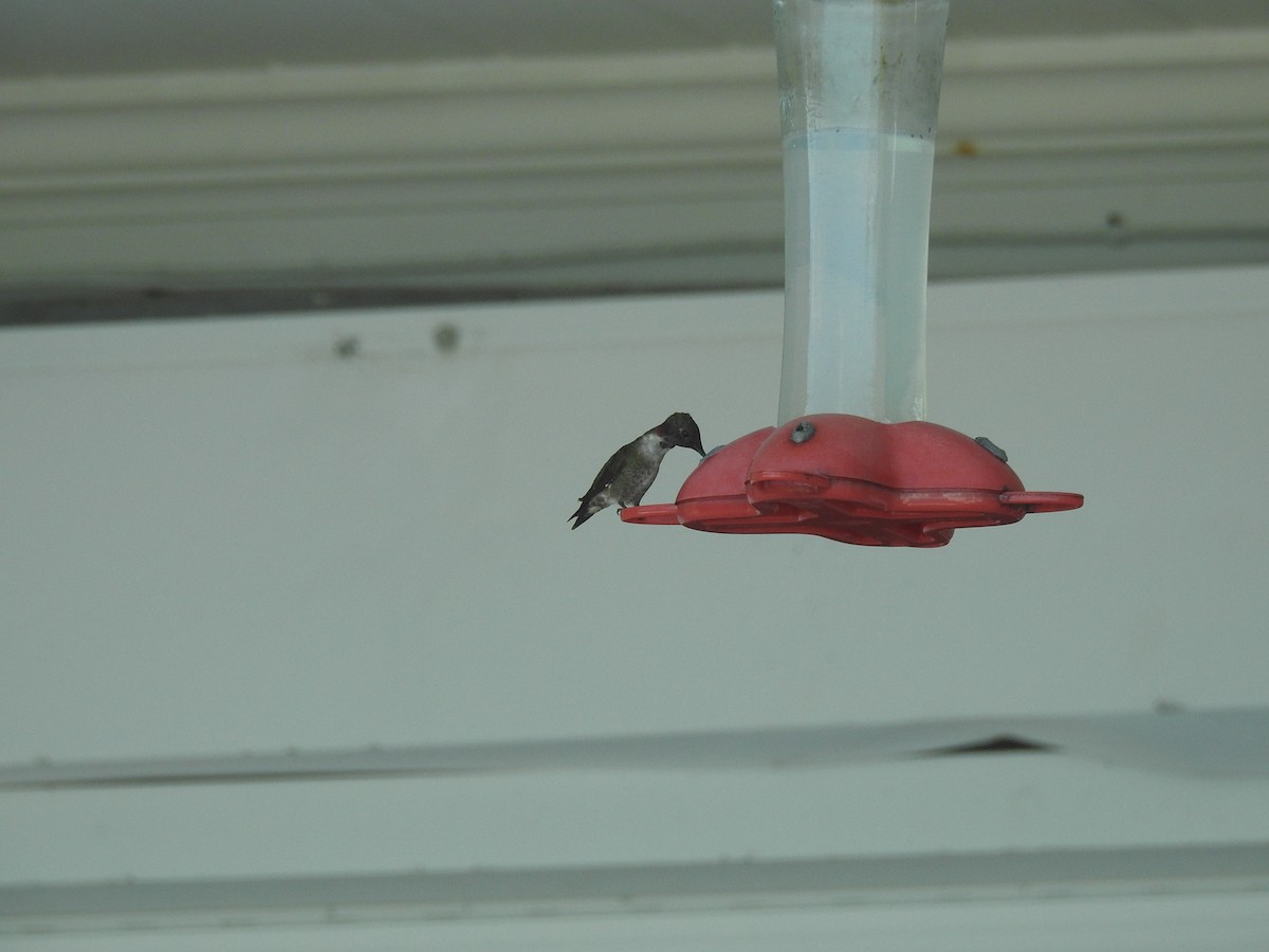Ruby-throated Hummingbird - ML89454121