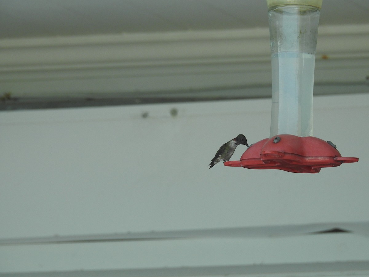 Ruby-throated Hummingbird - ML89454131