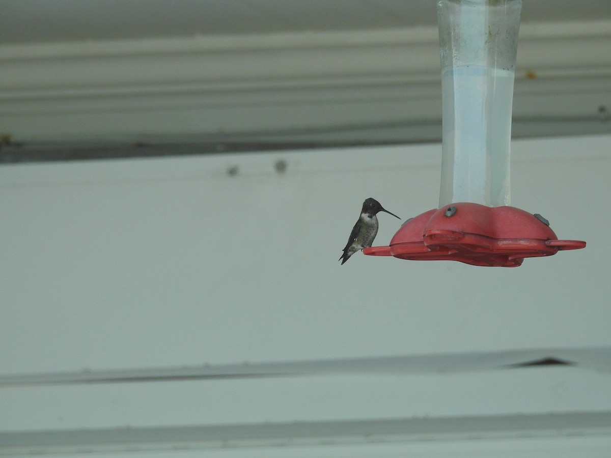Ruby-throated Hummingbird - ML89454141