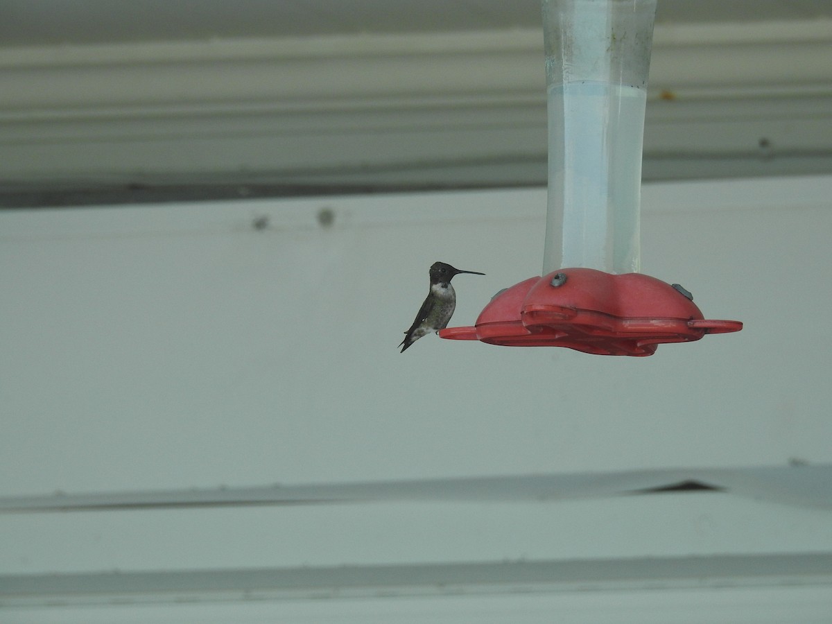 Ruby-throated Hummingbird - ML89454151