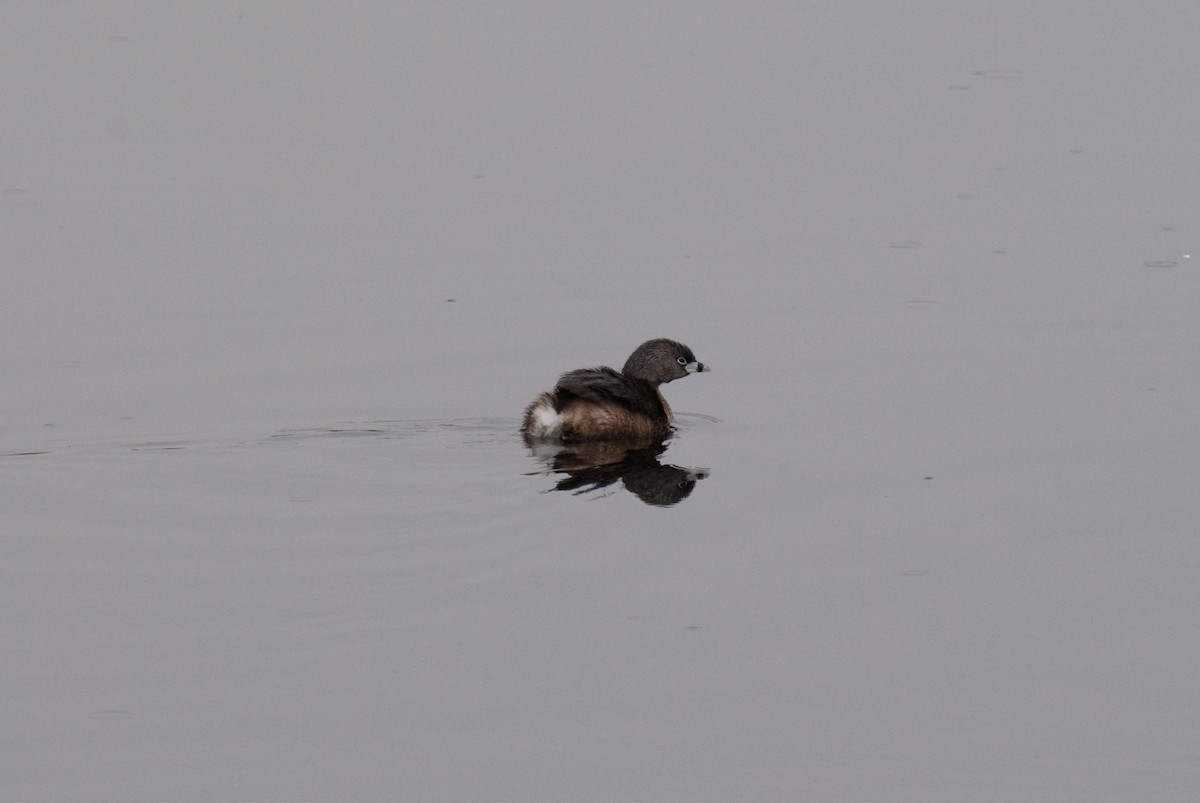 Pied-billed Grebe - Christopher Brown