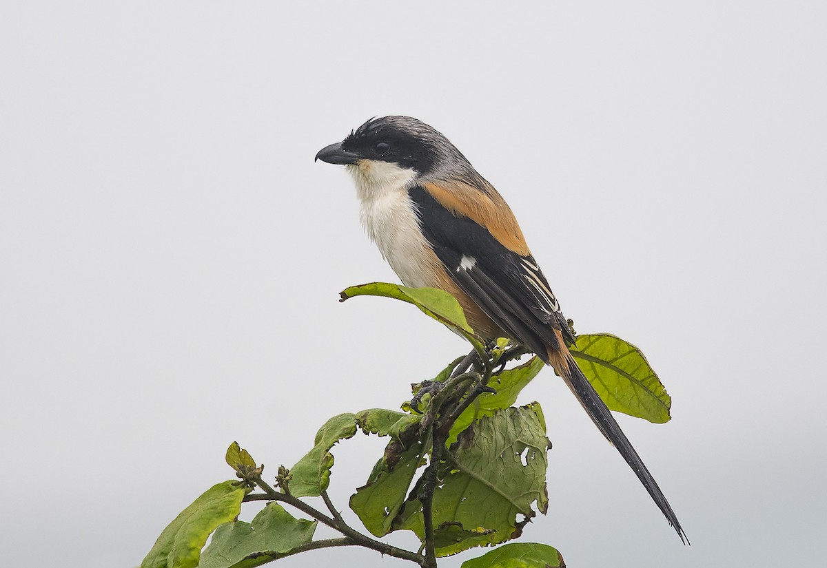 Long-tailed Shrike - Jerry Ting