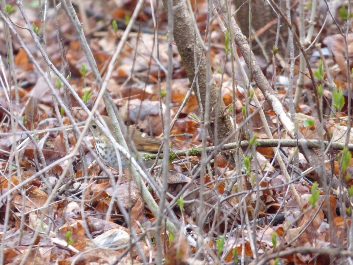 Hermit Thrush - ML89461021