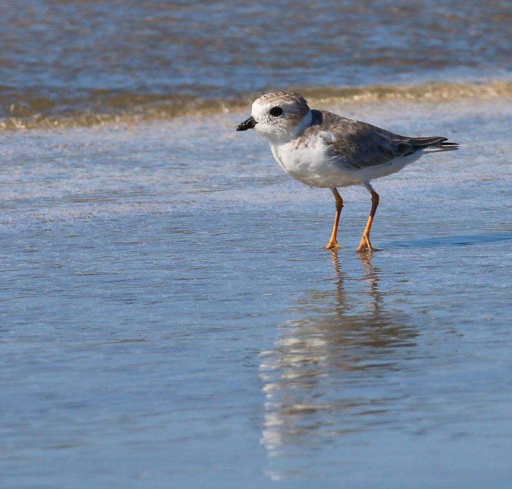 Piping Plover - Vince Cavalieri