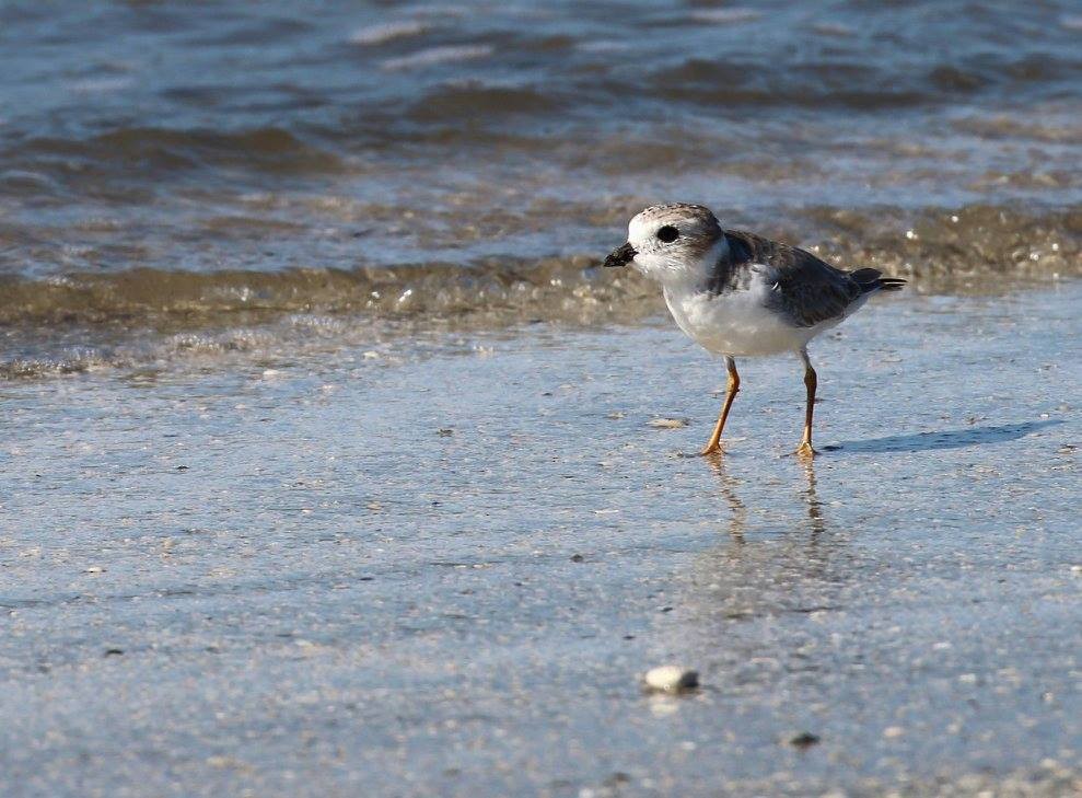 Piping Plover - Vince Cavalieri