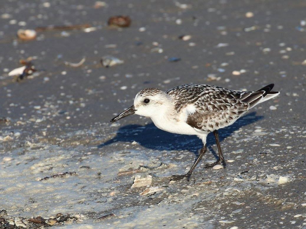 Sanderling - ML89463201