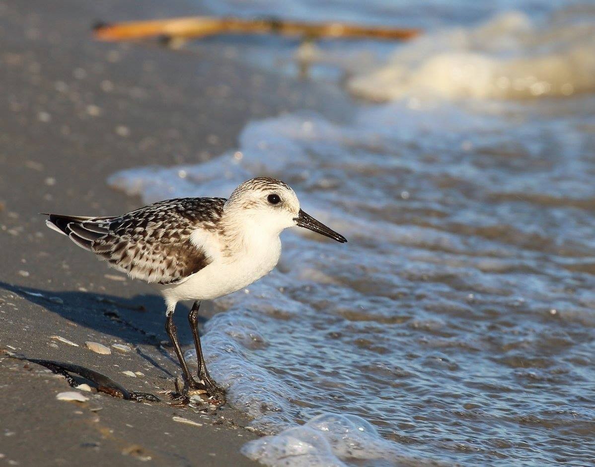 Sanderling - ML89463211