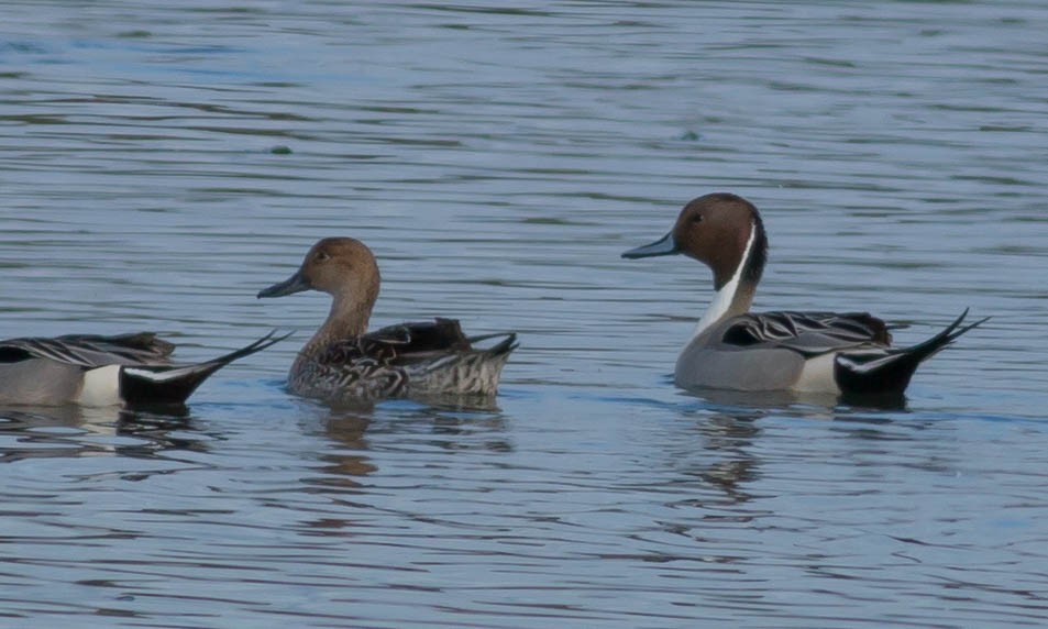 Northern Pintail - ML89465071