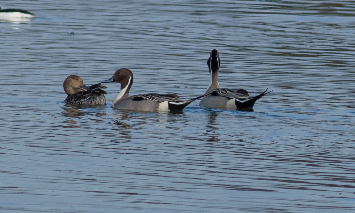 Northern Pintail - ML89465091