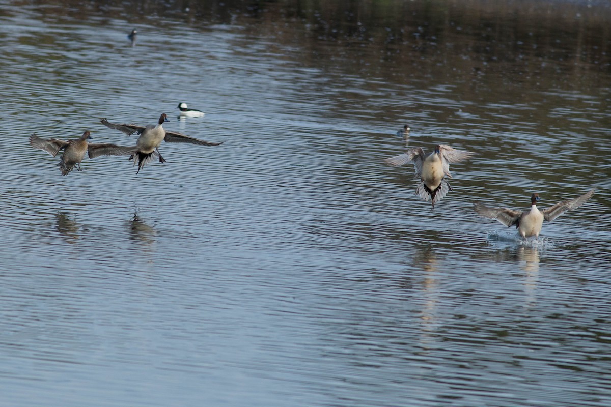 Northern Pintail - ML89465101