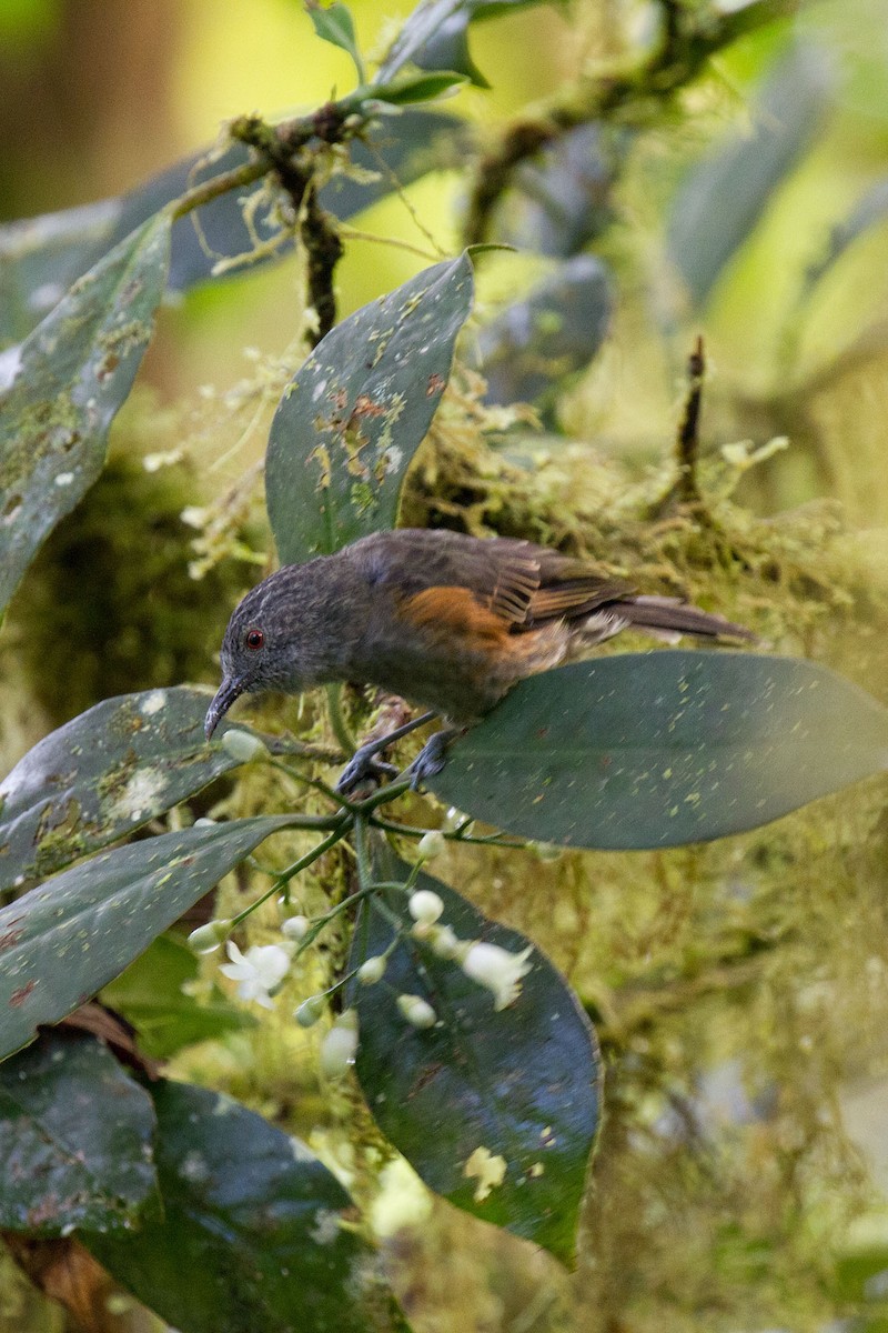Rufous-sided Honeyeater - ML89465261