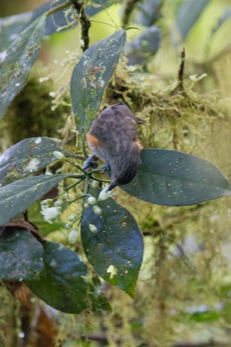 Rufous-sided Honeyeater - ML89465271