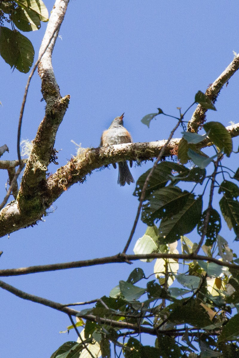 Rufous-sided Honeyeater - ML89465281
