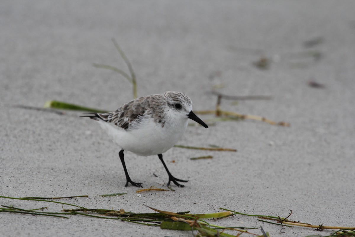 Sanderling - ML89465301