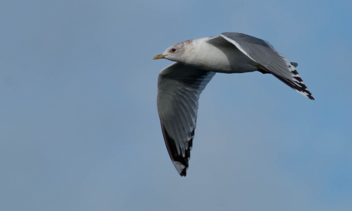 Short-billed Gull - ML89465421