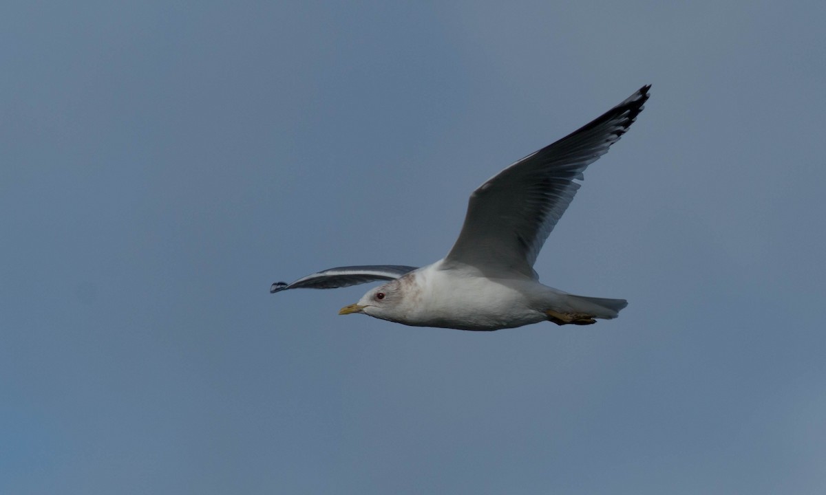 Short-billed Gull - ML89465431