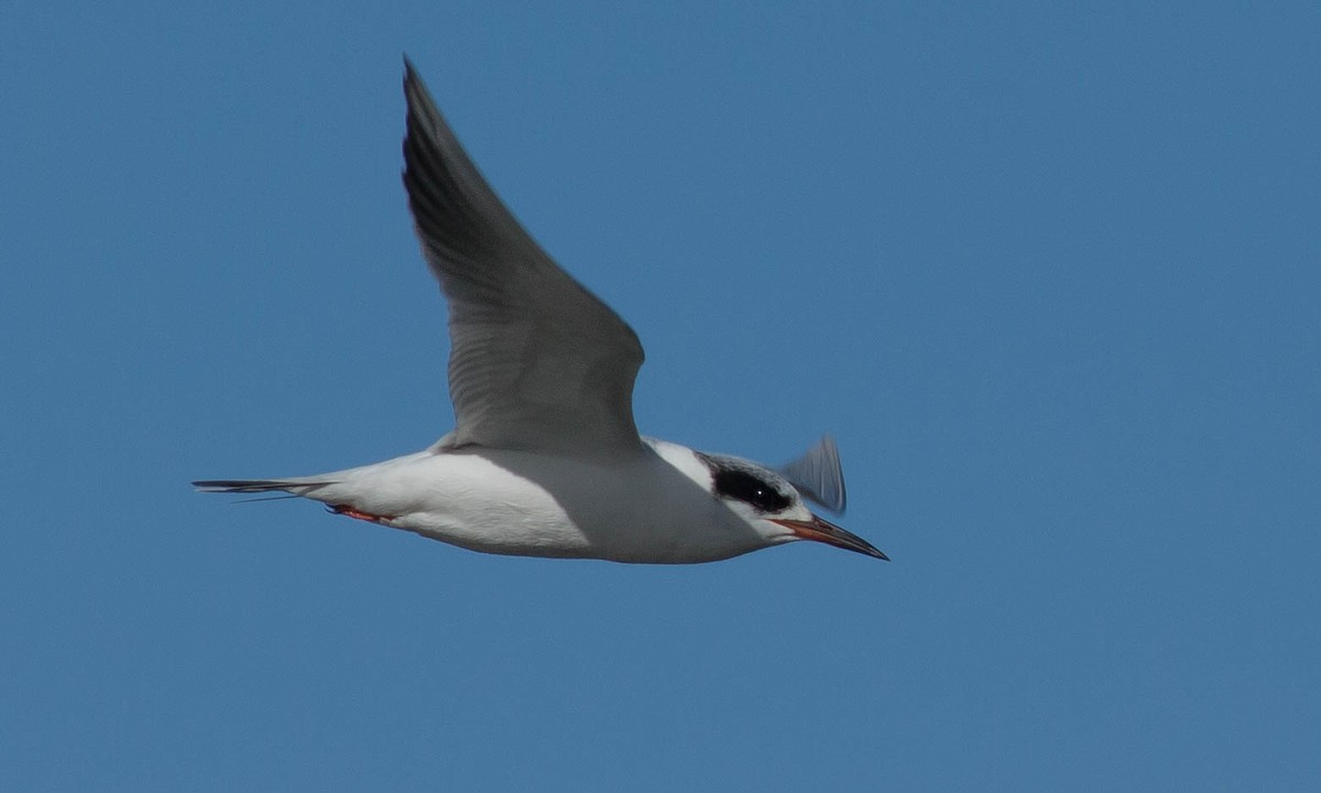 Forster's Tern - ML89465841