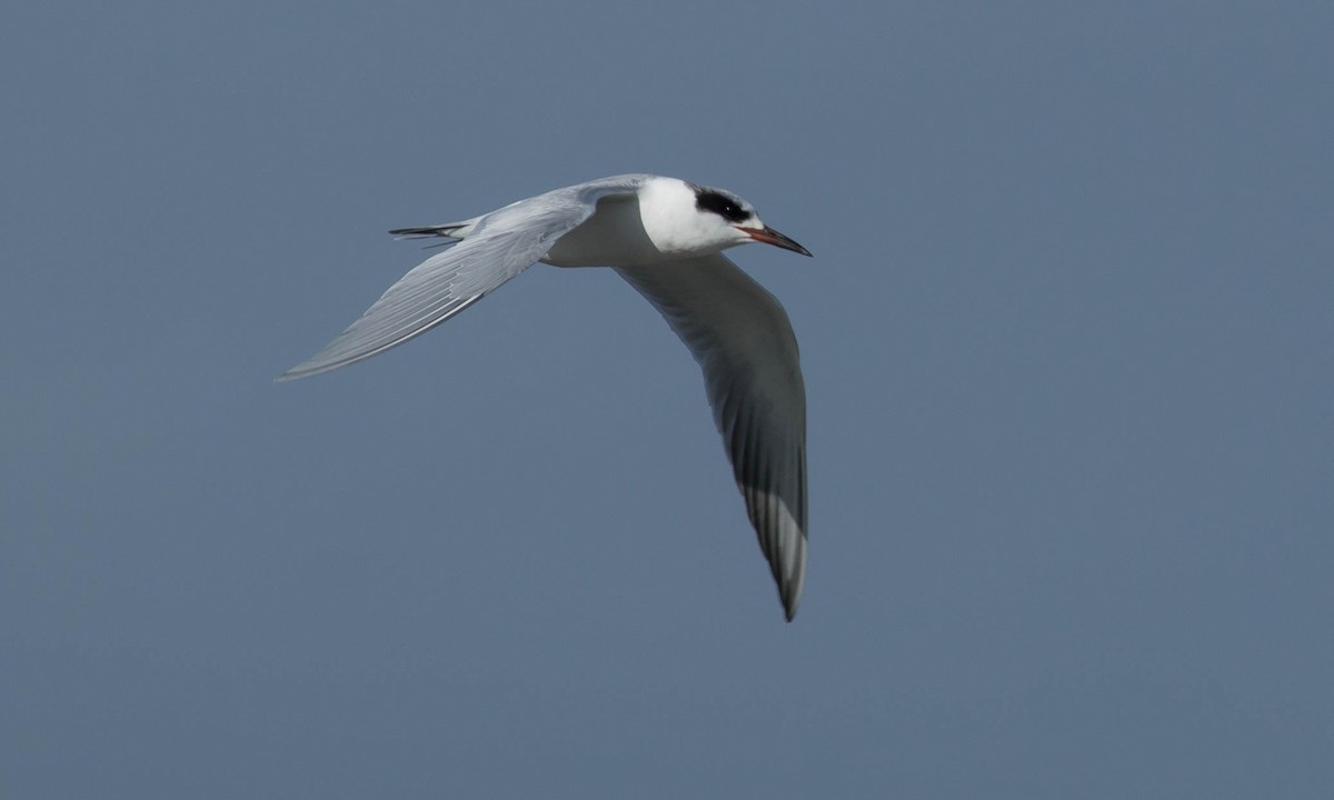 Forster's Tern - ML89465851