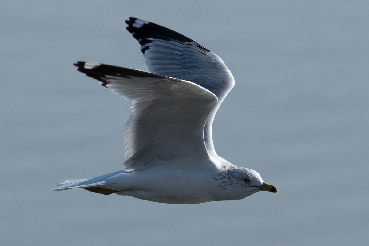 Ring-billed Gull - ML89466001