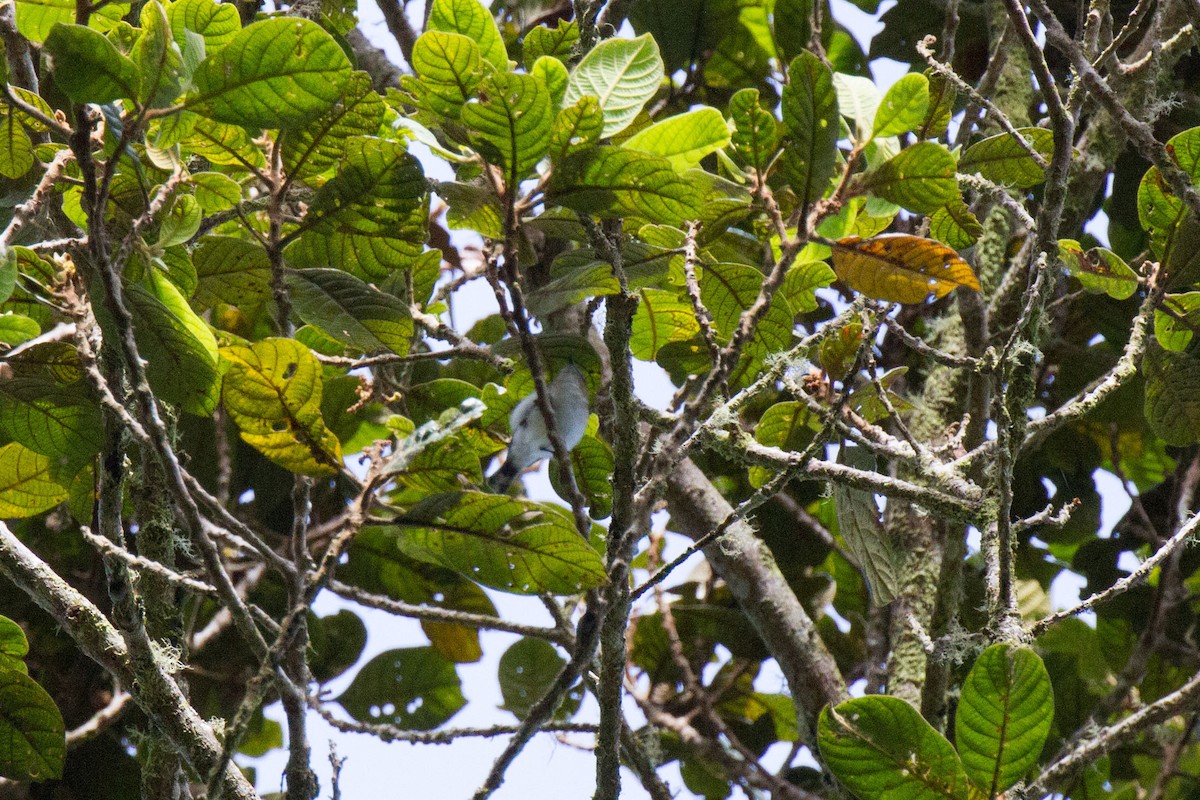 Gray Thornbill - ML89466191