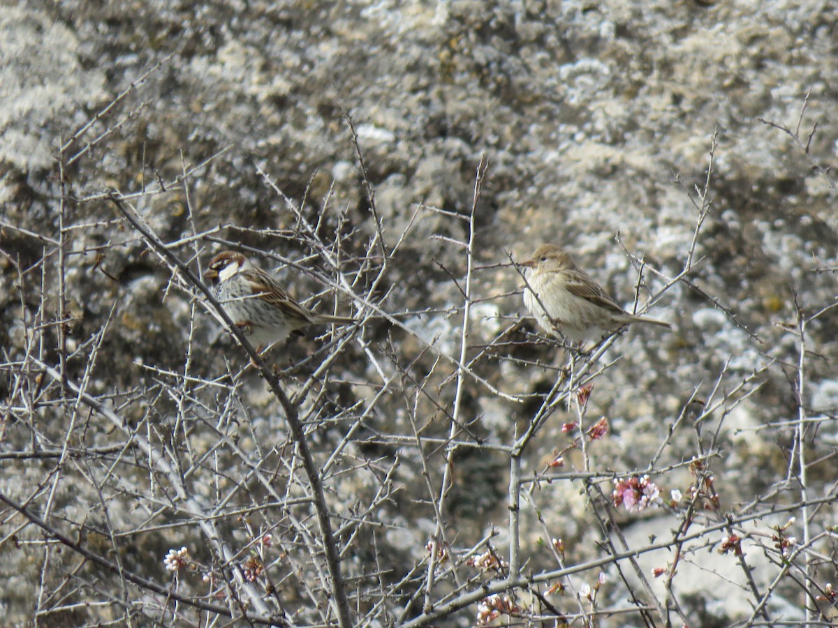 Spanish Sparrow - ML89466681