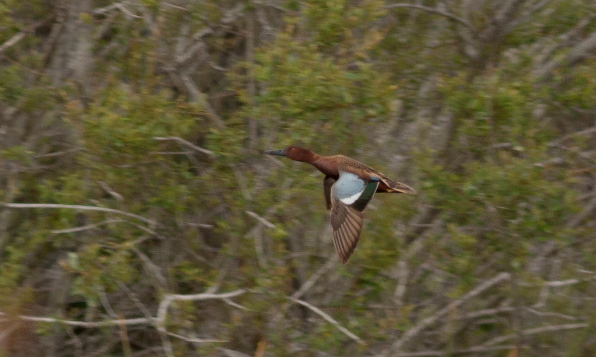 Cinnamon Teal - ML89467181