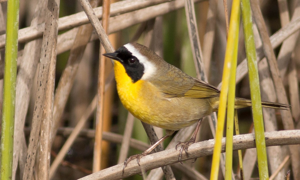 Common Yellowthroat - ML89468311