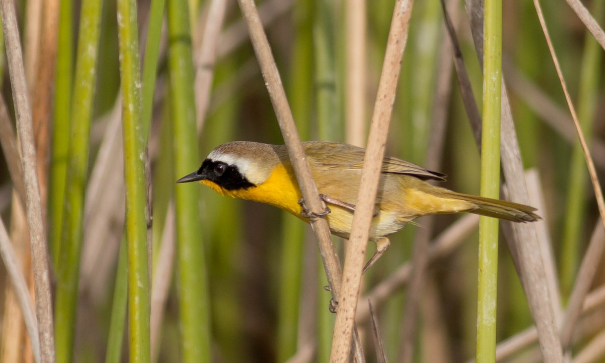 Paruline masquée - ML89468331