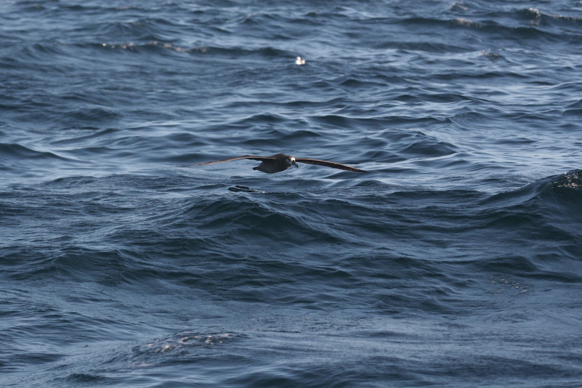Black-footed Albatross - ML89468401