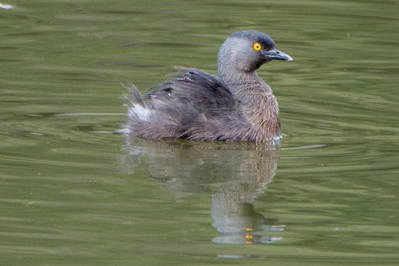 Least Grebe - ML89469681