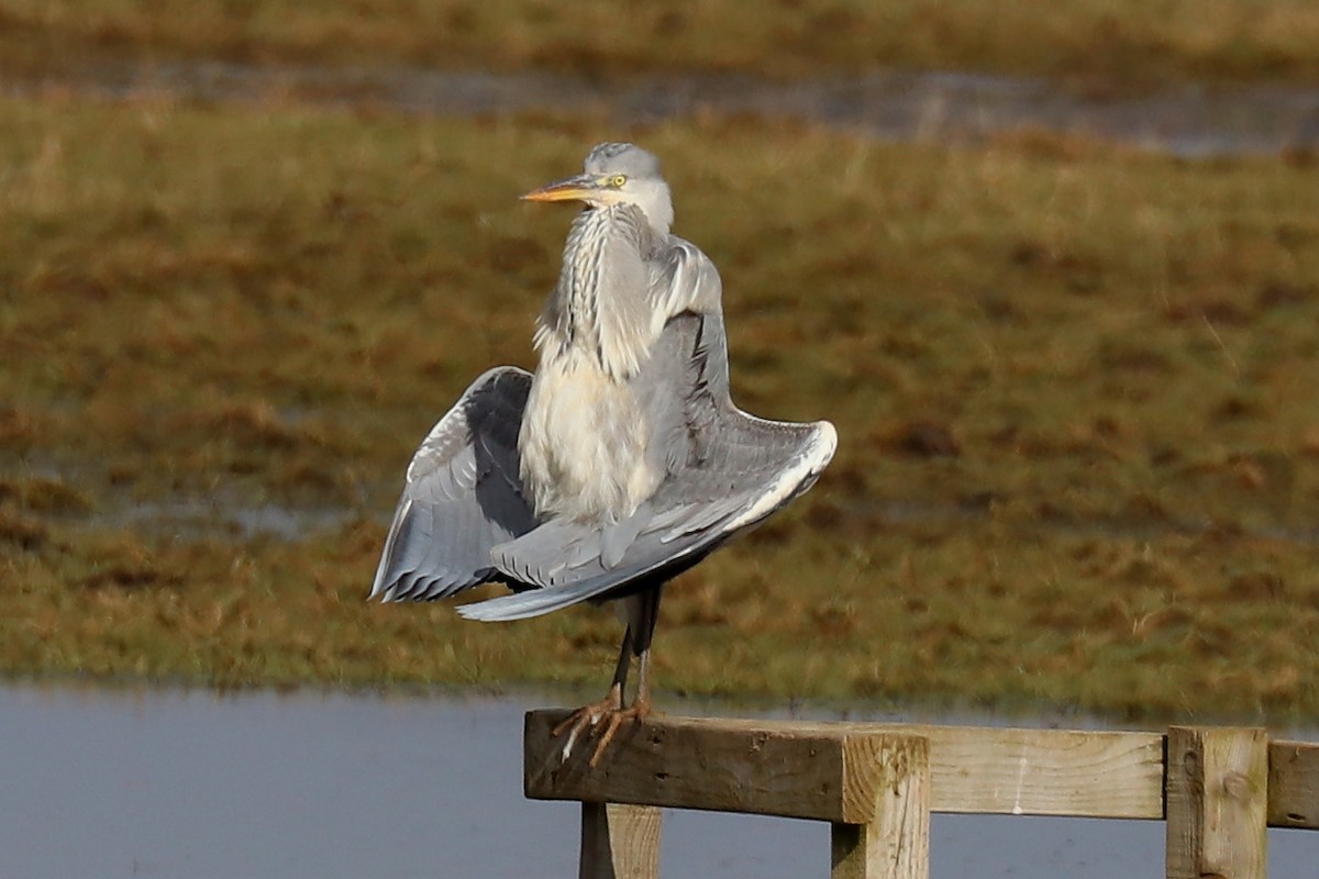 Gray Heron - Bruce Kerr