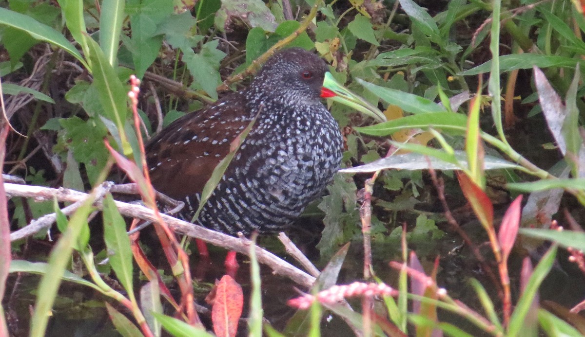 Spotted Rail - ML89472081
