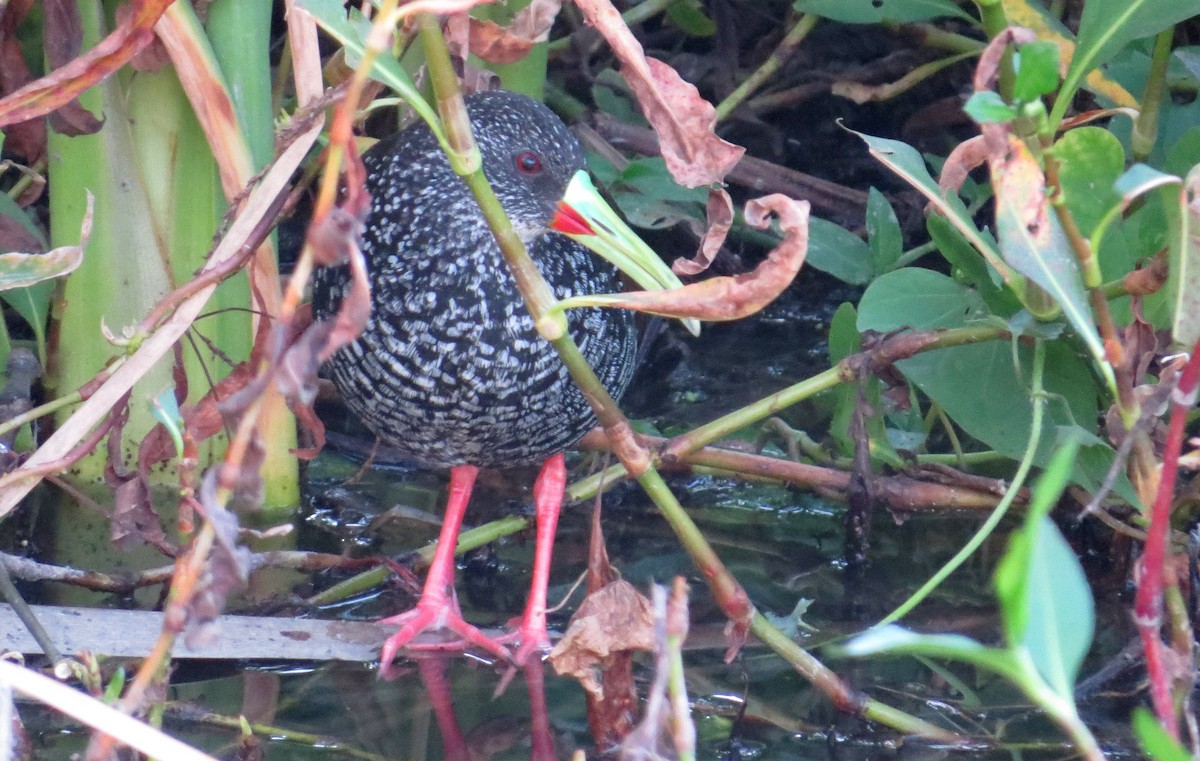 Spotted Rail - ML89472091