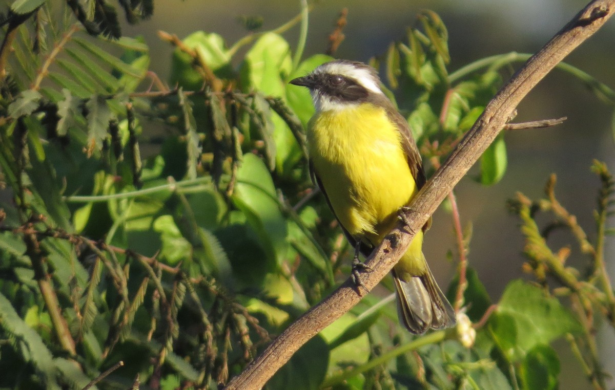 Social Flycatcher - ML89472121