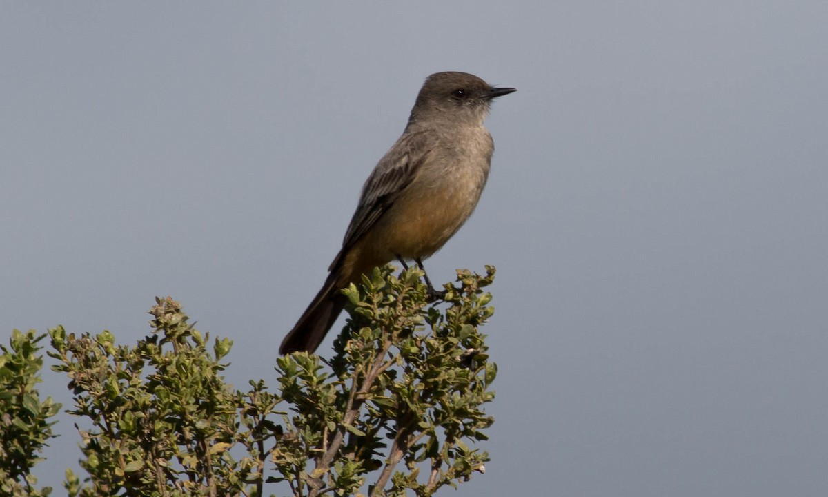 Say's Phoebe - ML89472291