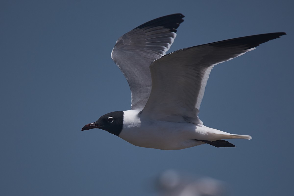 Laughing Gull - Anonymous