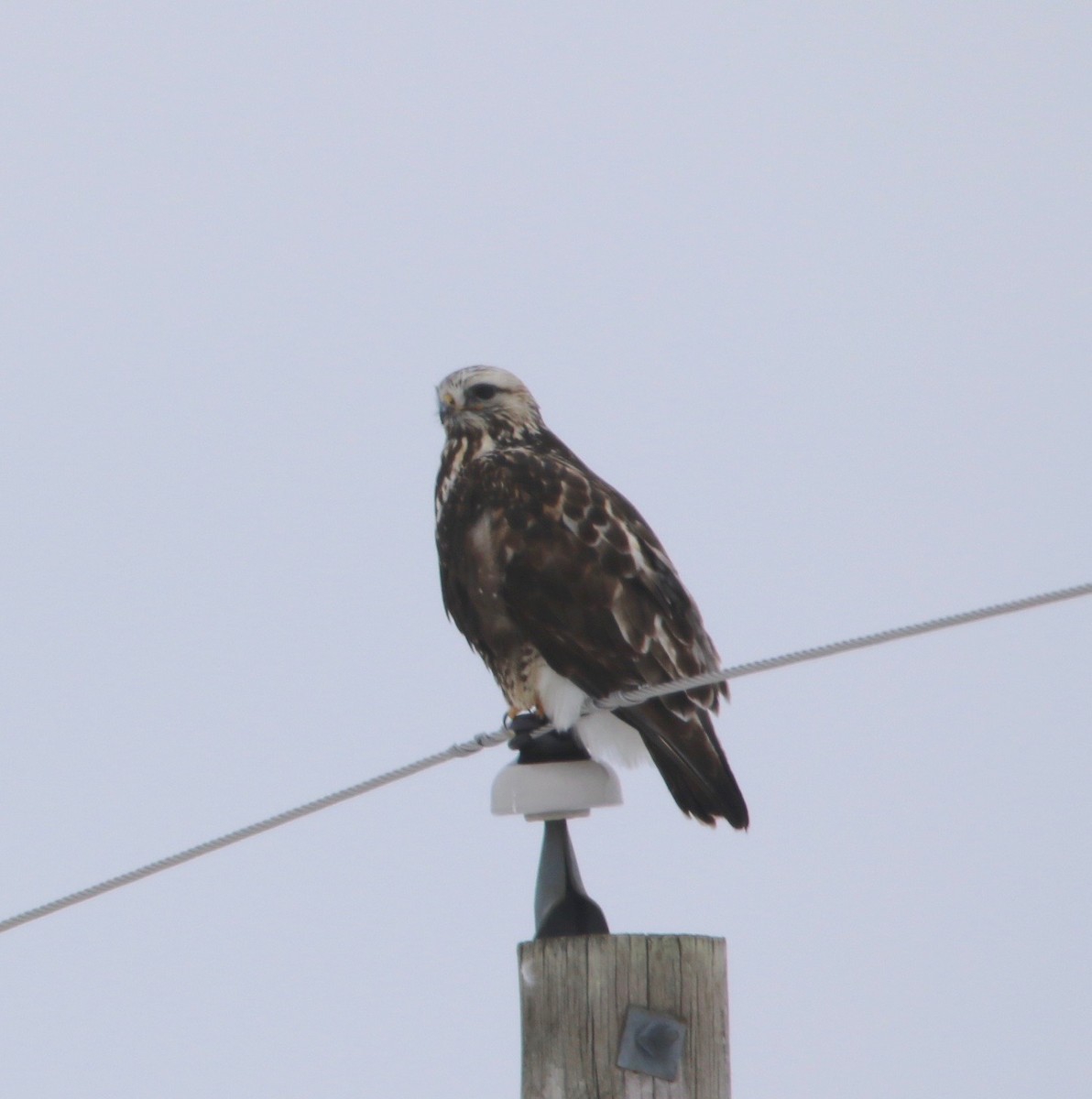 Rough-legged Hawk - Pair of Wing-Nuts