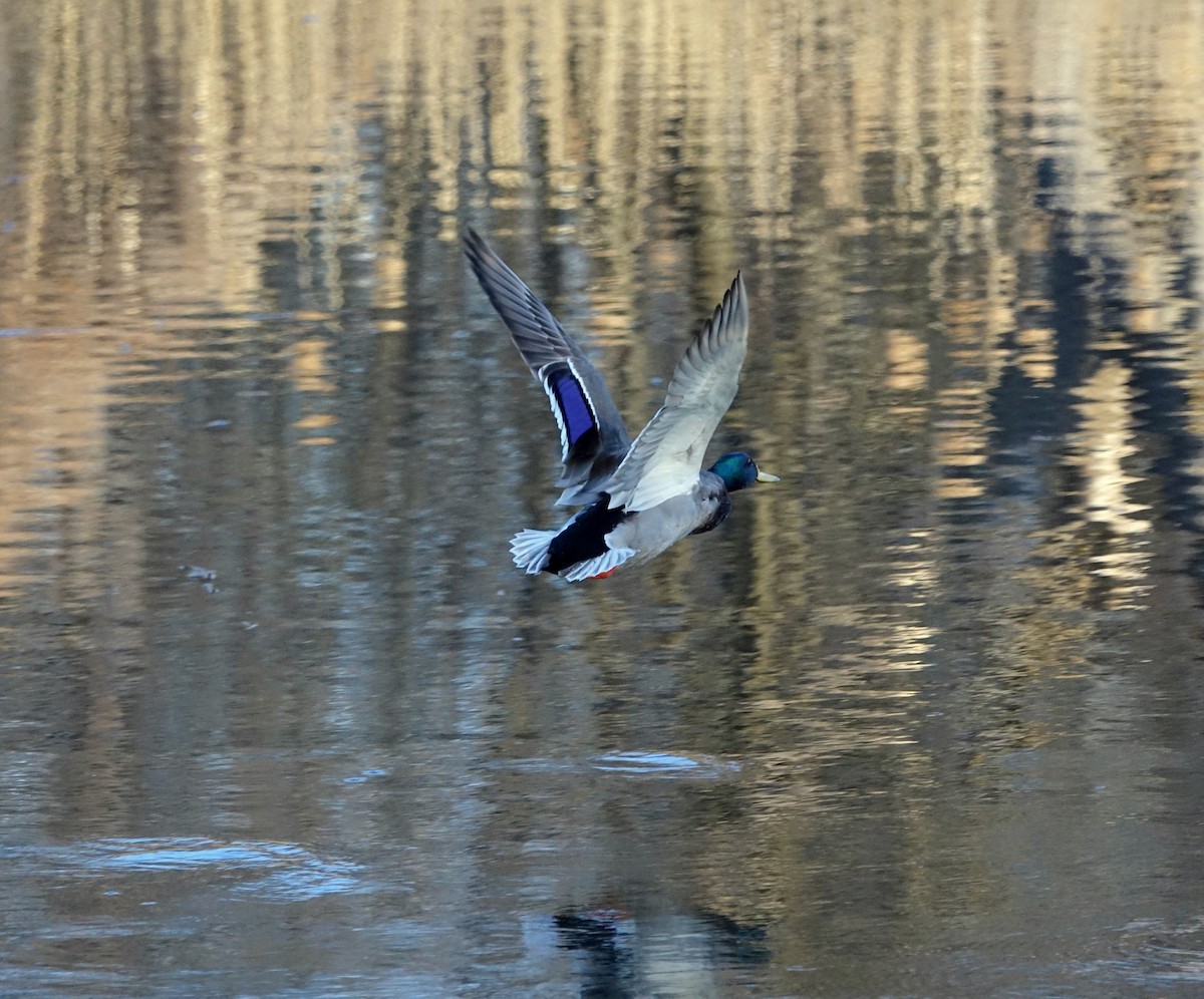 Mallard - ML89477271