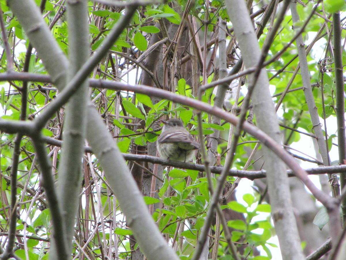 Hammond's Flycatcher - ML89477571