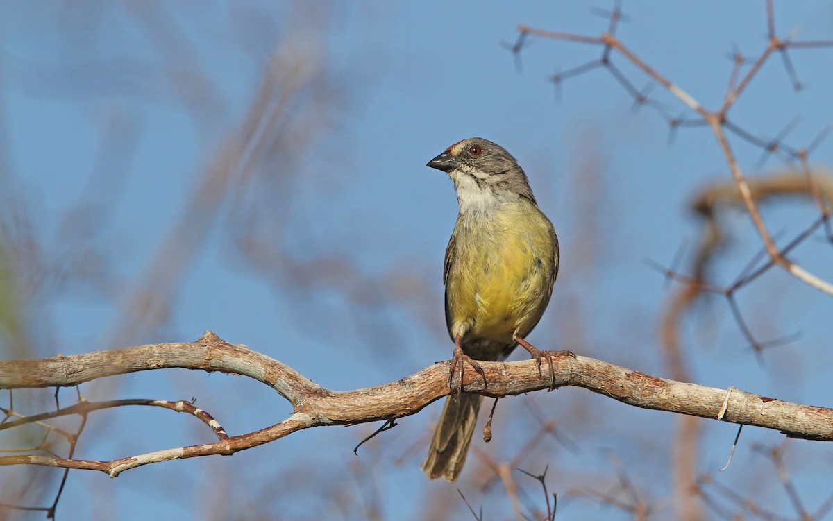 Bruant de Zapata - ML89477941