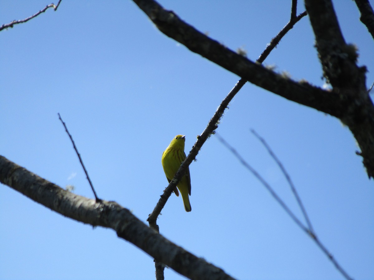 Yellow Warbler - Marcus Hibpshman